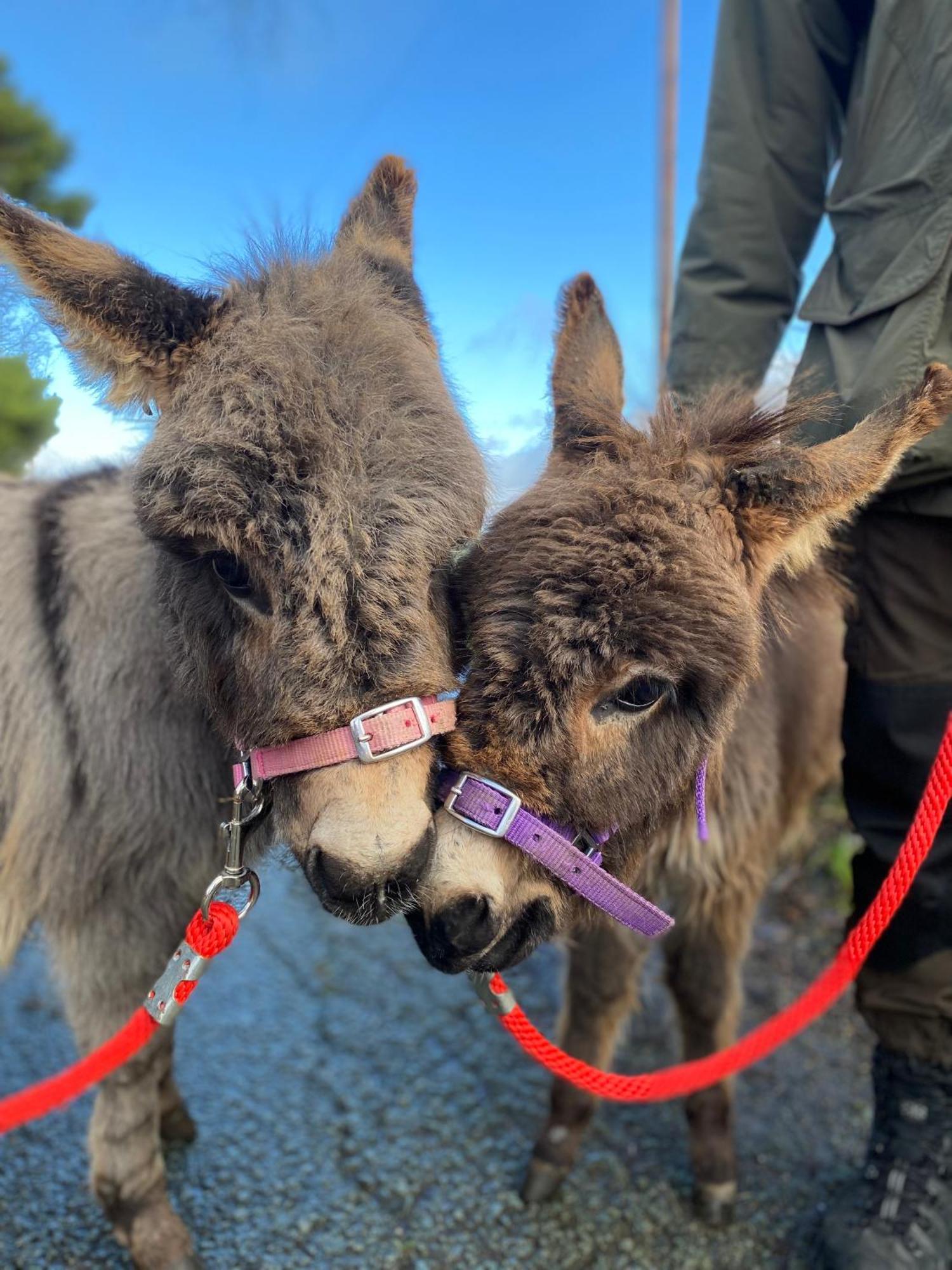 Unique Stay On An Alpaca Therapy Farm With Miniature Donkeys North Wales 莫尔德 外观 照片