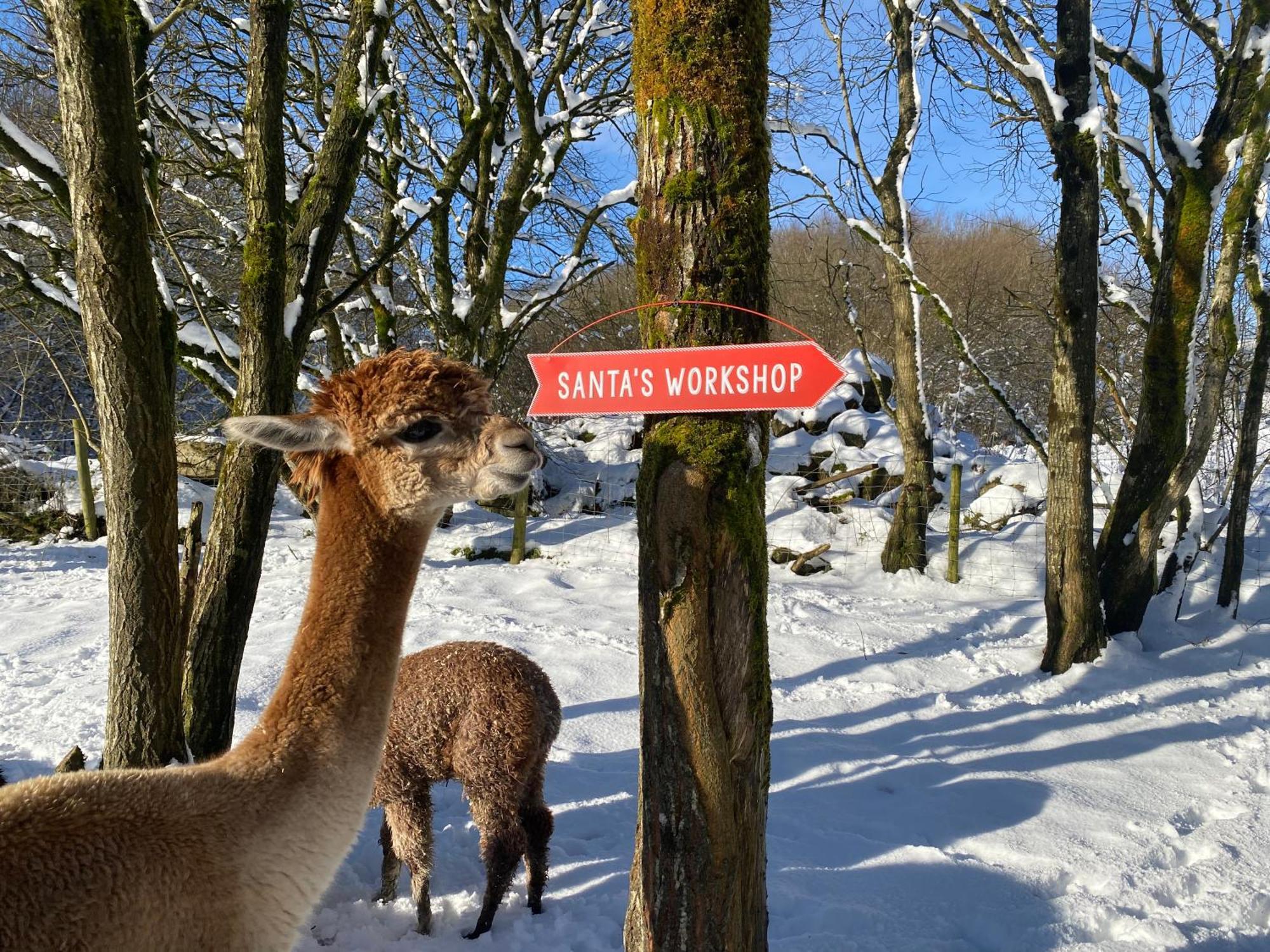 Unique Stay On An Alpaca Therapy Farm With Miniature Donkeys North Wales 莫尔德 外观 照片